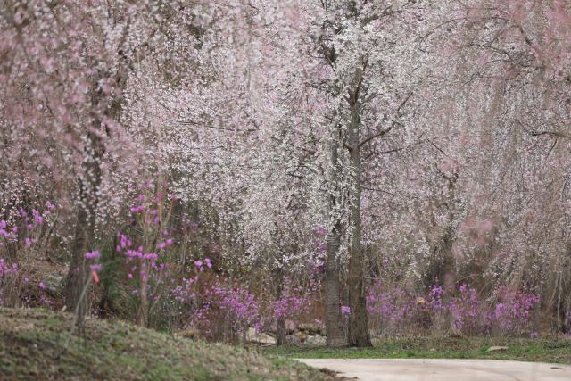 국립 백두대간수목원