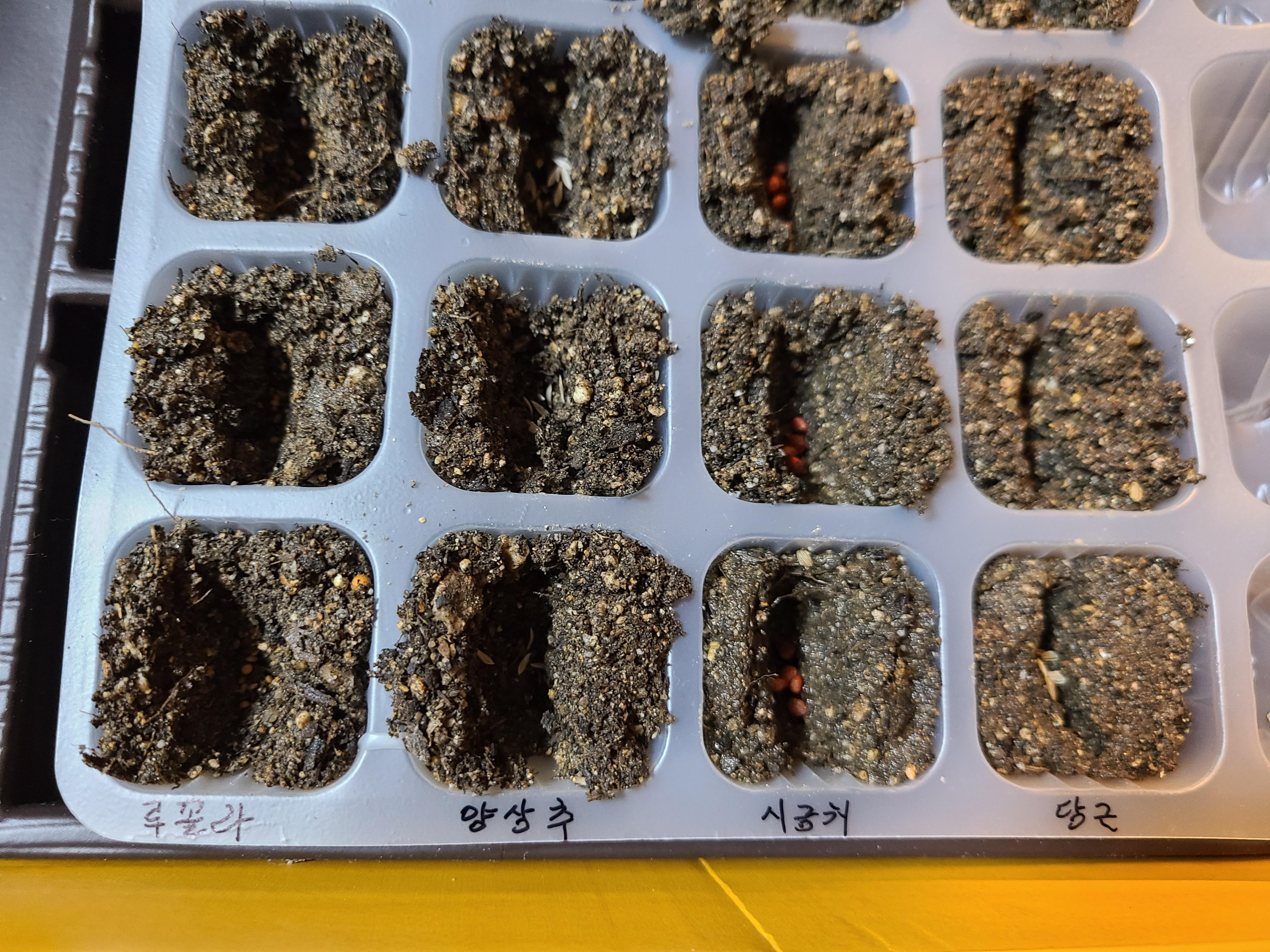 모종 트레이에 흙을넣고 씨앗 심기
