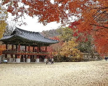 내장산 단풍_18