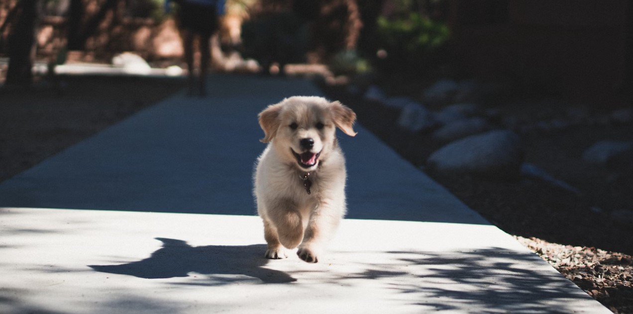 강아지가 먹으면 안되는 음식 정리 관련 사진