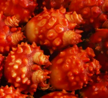 멍게5