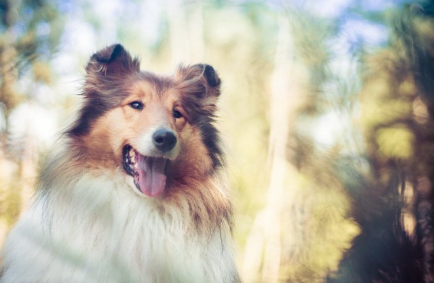 웃는 얼굴의 러프콜리.