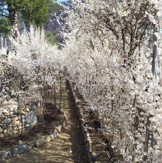 6시내고향 휴양마을 충북 괴산 미선나무체험 휴양마을