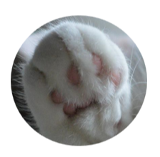 원모양으로 잘린 고양이 손