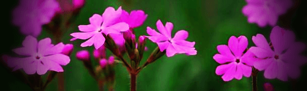 분홍색-앵초-꽃