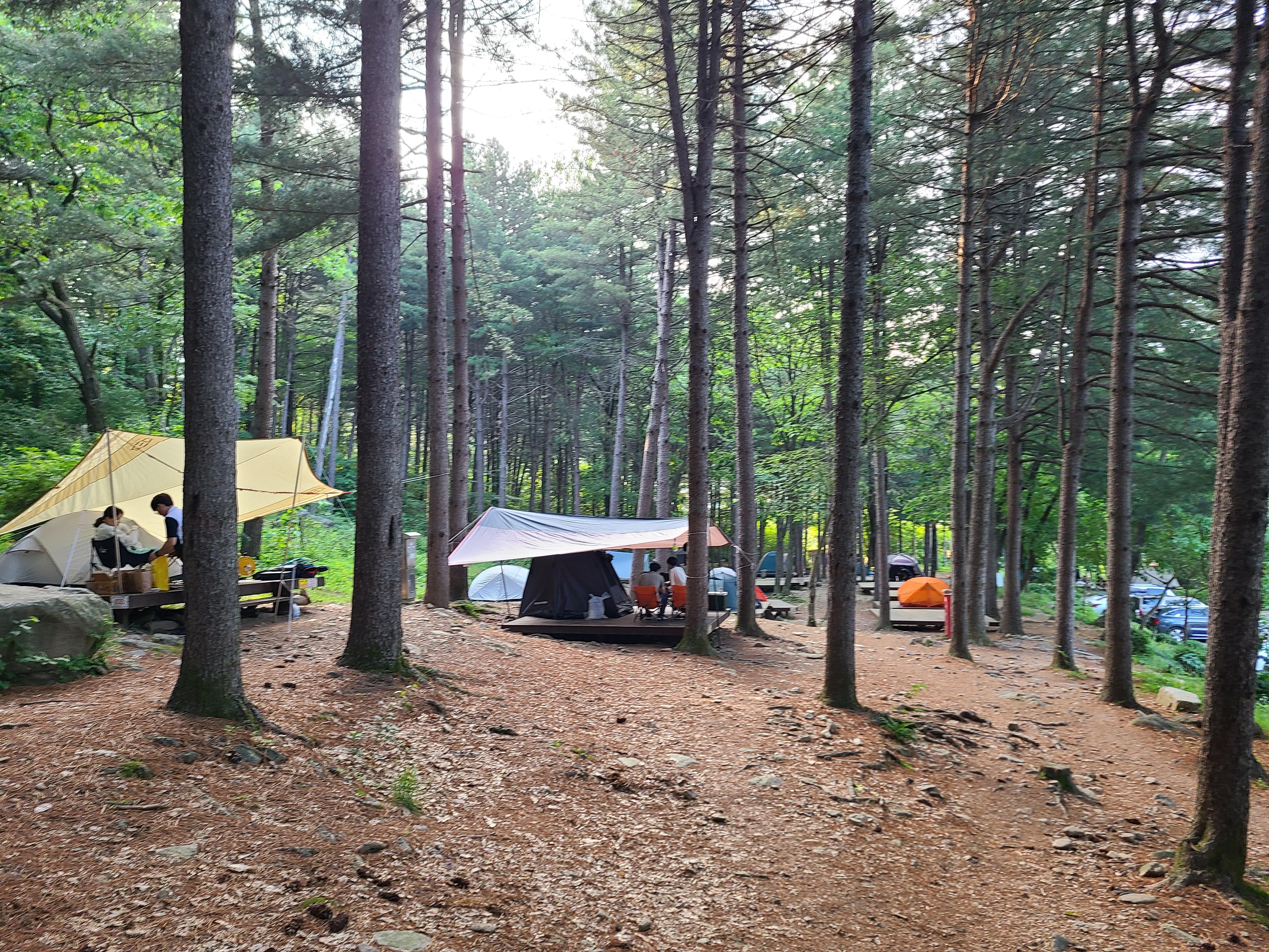 유명산자연휴양림 제2야영장 모습