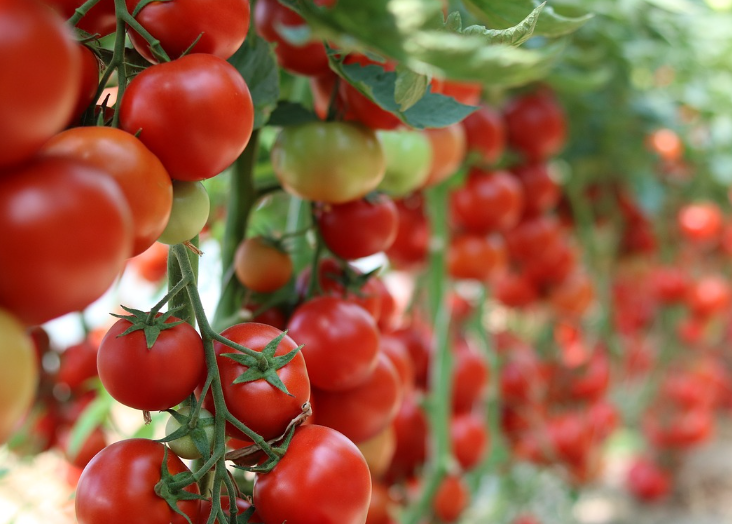 스테비아 방울토마토 효능 부작용