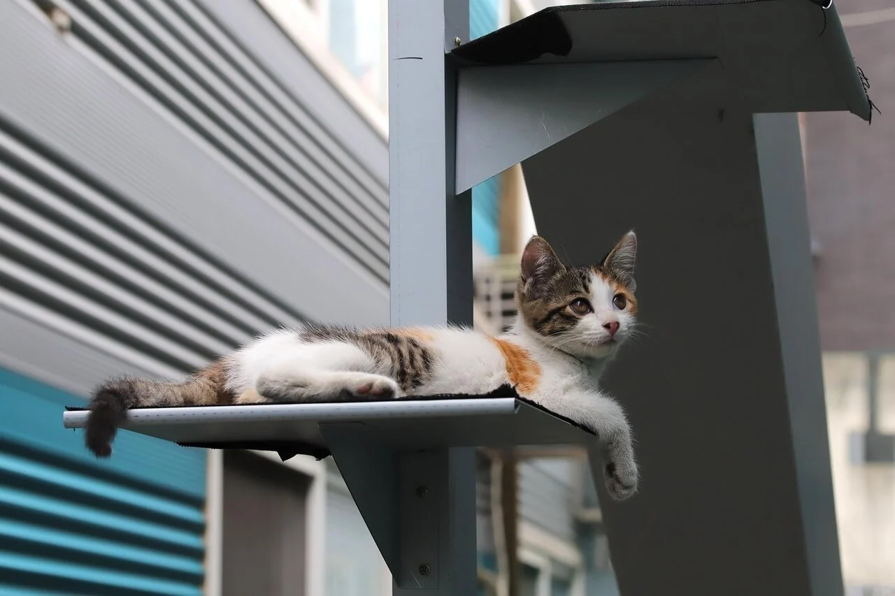 고양이 보호소 입양