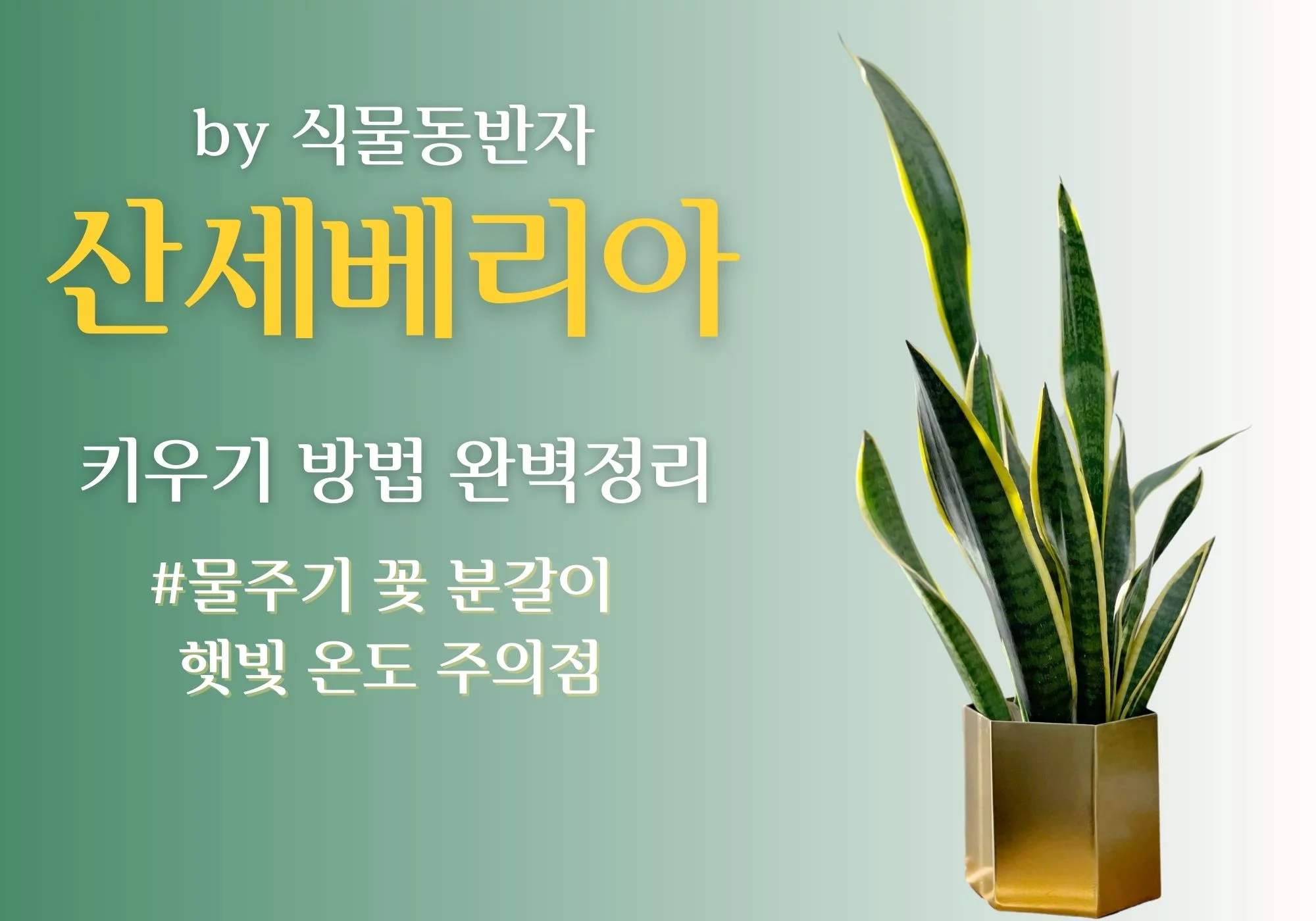 산세베리아