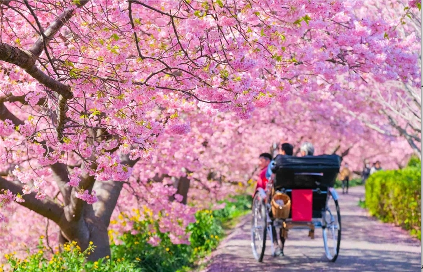 이즈반도의 카와즈자쿠라