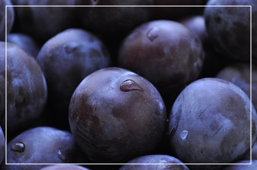 자두 (백자두·흑자두)1