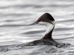 후닌 논병아리의 시각 대비 민감도가 혼탁 수역에서 사냥에 미치는 영향