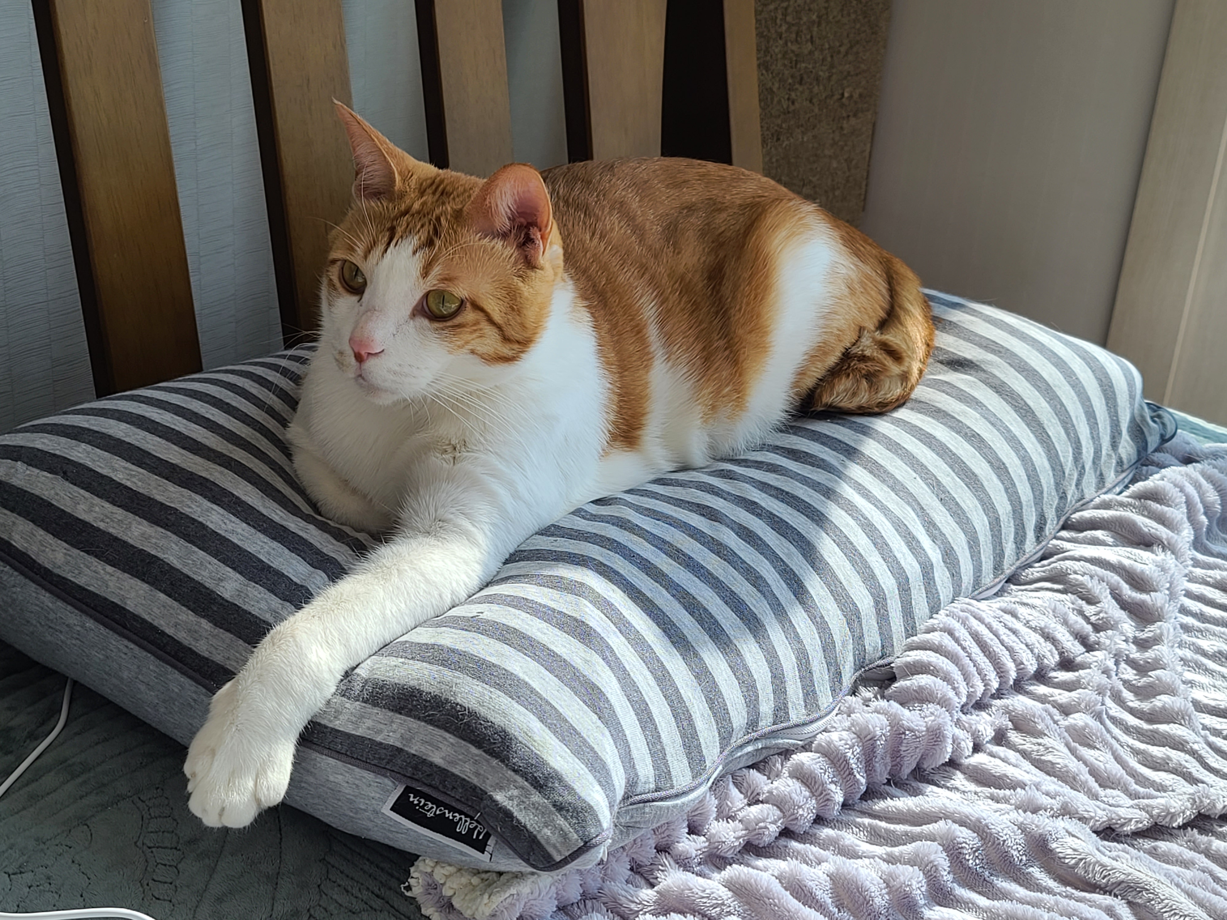 우리집 아홉냥이의 고양이 종류