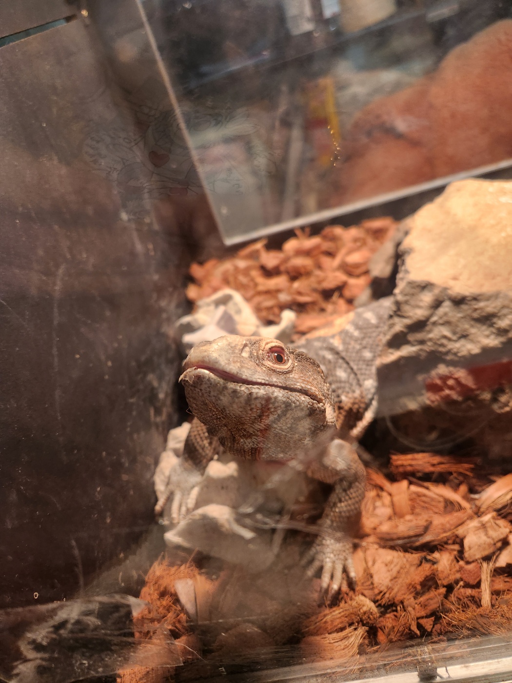 특수동물동물병원