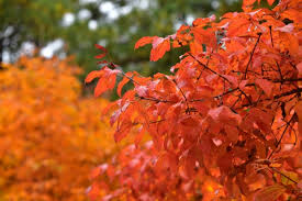 부여 가을 단풍길