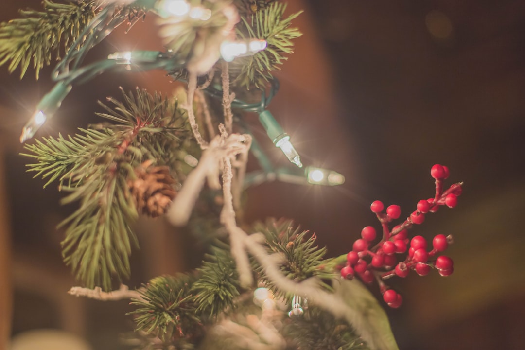 Mistletoe