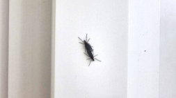 러브버그 퇴치 및 예방법