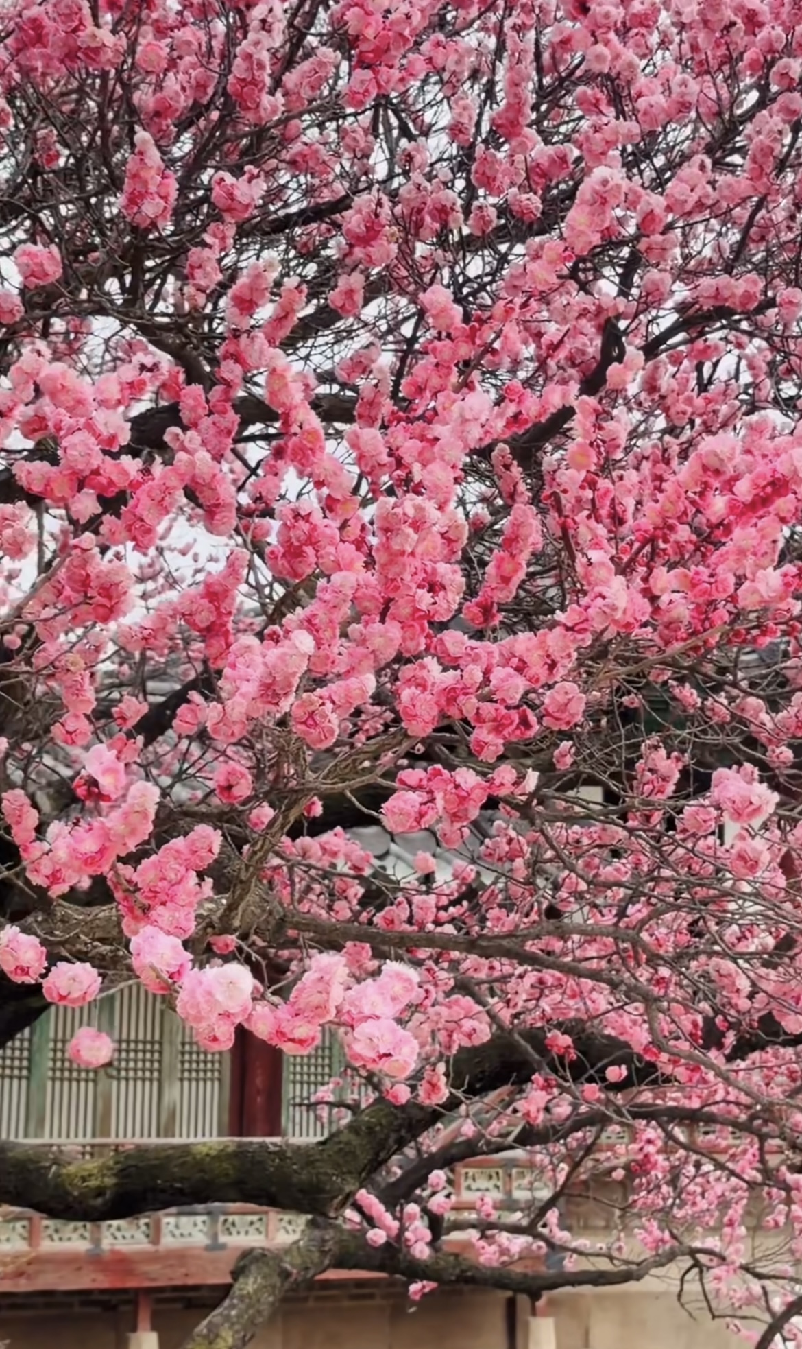 창경궁 매화 실시간 개화 현황&amp;#44; 서울 꽃구경 추천 창경궁 데이트 코스 🌸 관련사진