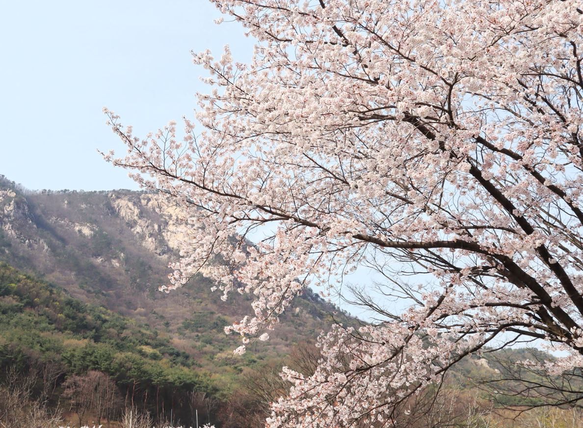 동학사 벚꽃축제 일정