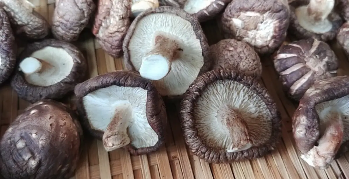 표고버섯
