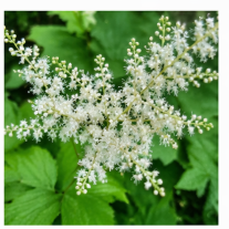 인제 눈개승마 꿀단지 농장