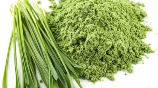 새싹보리 효능과 새싹보리 분말 먹는법