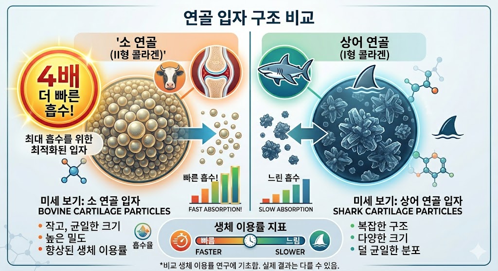 인체 연골과 구조가 유사해 흡수율이 압도적인 소 연골 유래 저분자 콘드로이친과 상어 연골의 차이 비교