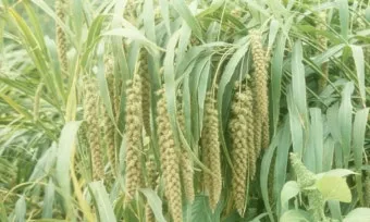 조 재배 건조 강한 작물 파종 방법 초보 가이드_2