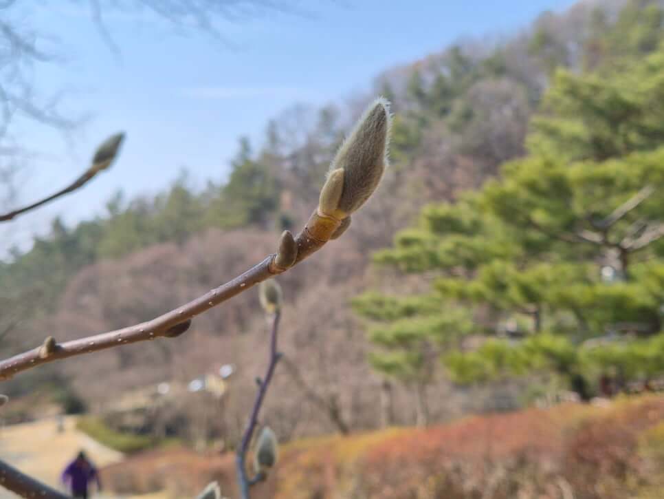 꽃몽우리