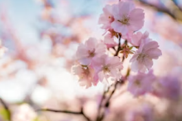 3월 인사말 문구 모음 3월인사말씀 메시지 문구