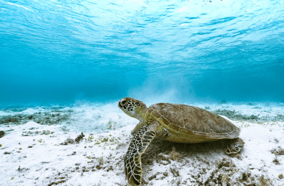 오키나와 1월 날씨