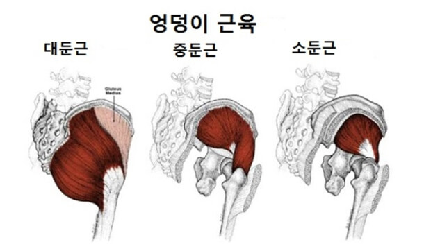 둔근