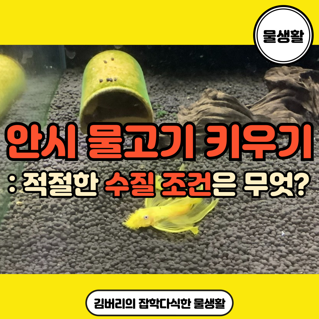 안시 물고기 수질 조건
