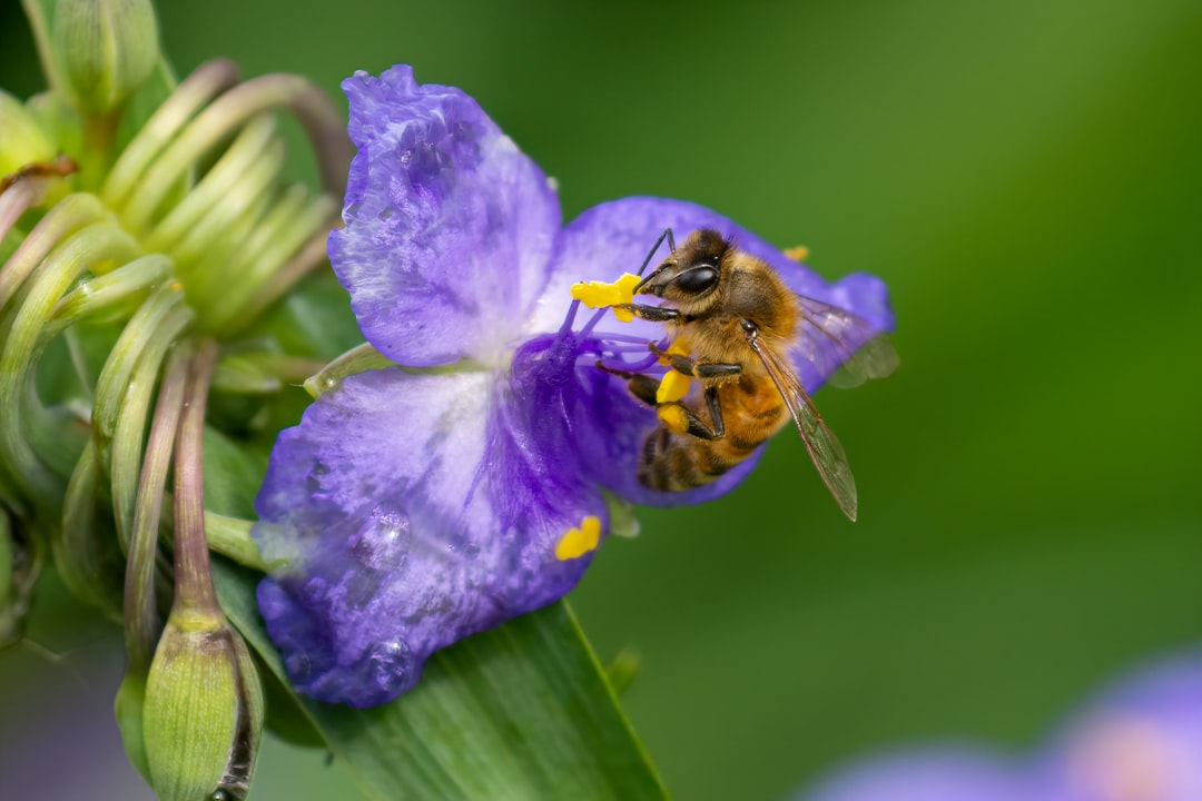 Allergen