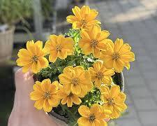 비덴스 이미지 사진