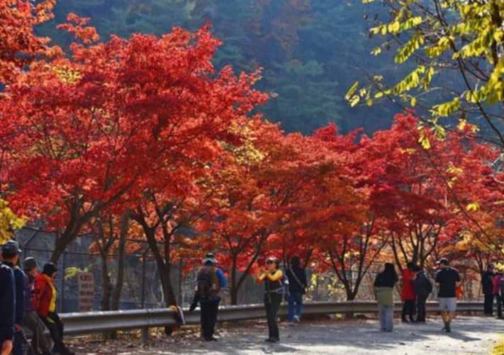 서울대-관악수목원