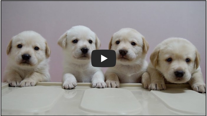 강아지 유튜버 순위 TOP 10 5