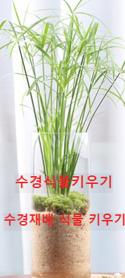 수경식물 수경재배식물