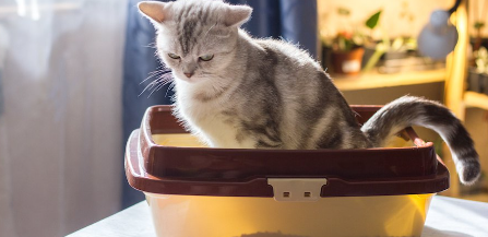 화장실에 있는 아기 고양이.