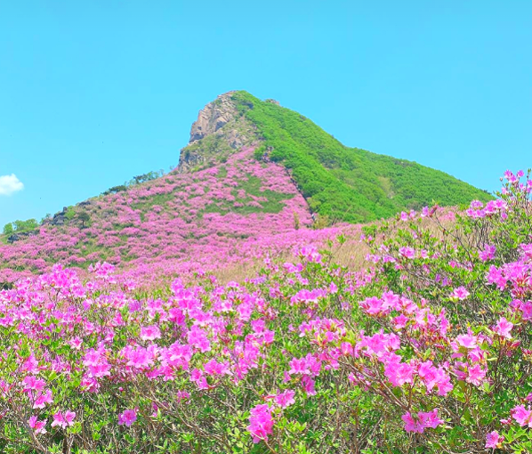 [5월 봄꽃 축제]2025 영주 소백산 철쭉제❘기본 정보, 프로그램, 개화상황 정리