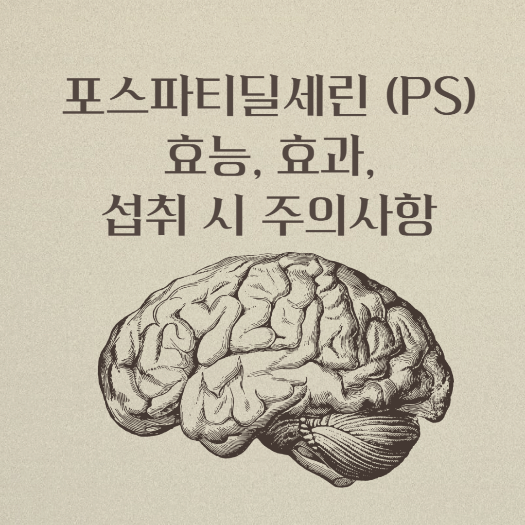 포스파티딜세린 (PS) 효능, 효과, 섭취 시 주의사항 완벽 정리