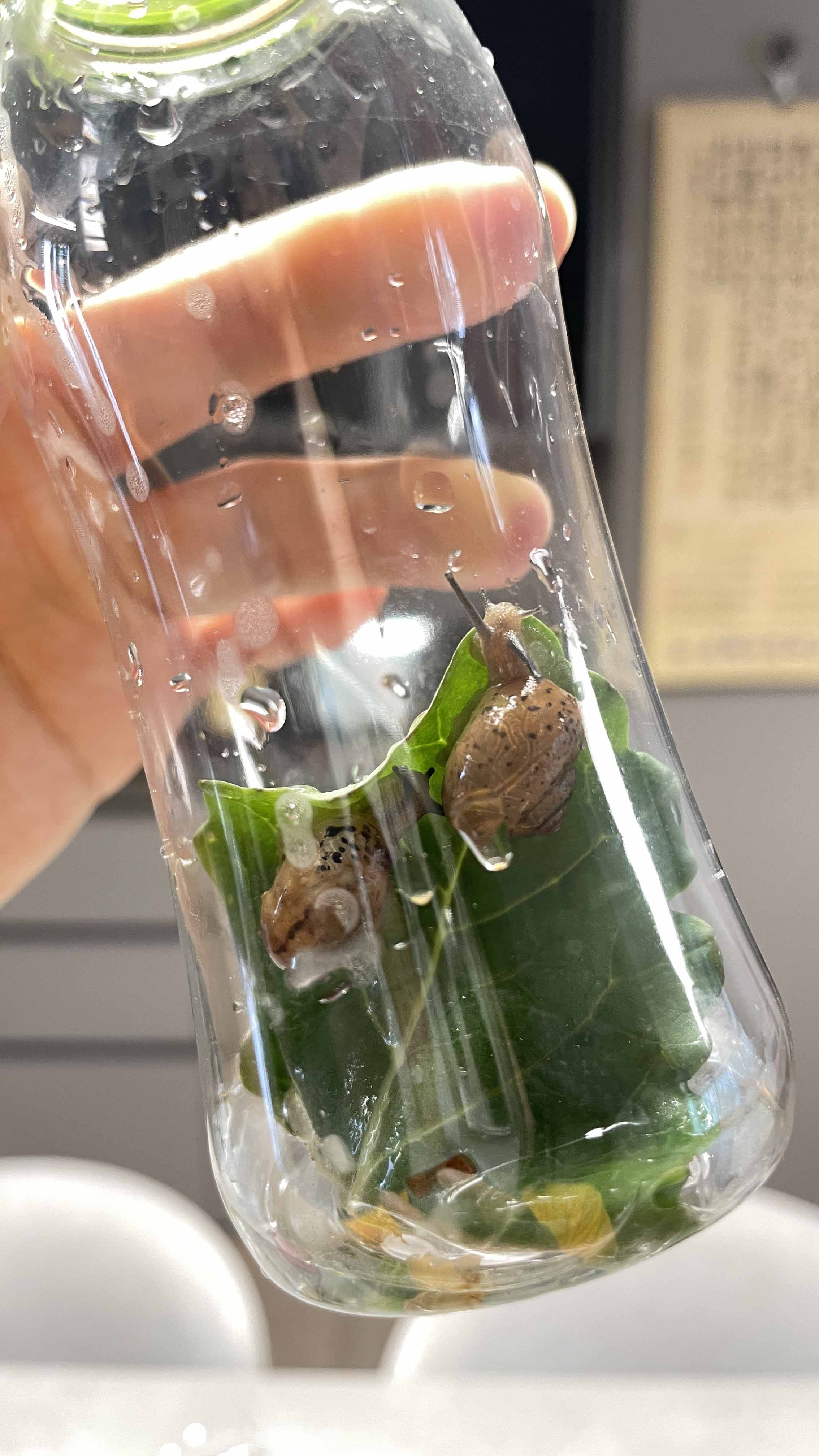 달팽이키우기-텃밭달팽이채집하기