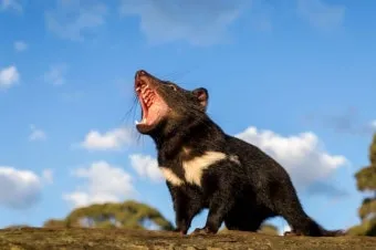 태즈메이니아 데빌 특징 매력 성격_24