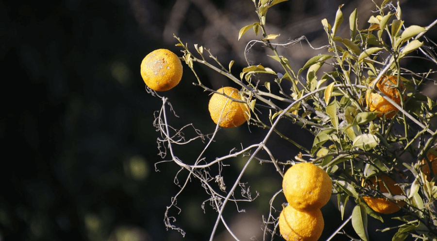 유자 효능 나무에 달려 있는 유자