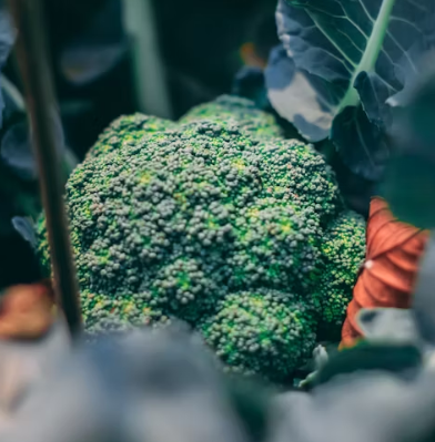 브로콜리 효능과 부작용 고르는법 칼로리