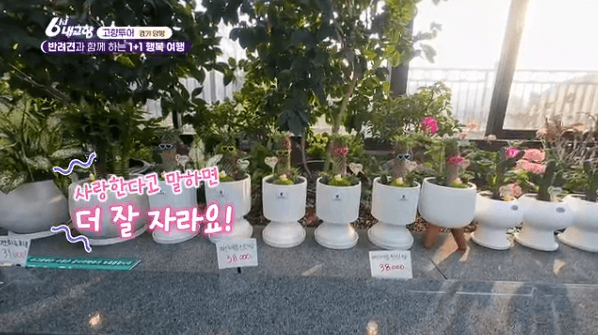 [6시내고향]경기 양평 애견동반 바베큐&middot;정원카페&middot;산악 액티비티 &amp;#39;바베큐레이브 더그림 엑스라이프&amp;#39; 예약 위치 연락처 정보