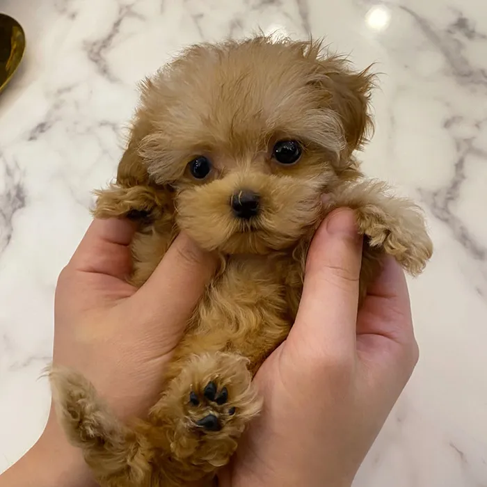 말티푸 단점 장점 성견 크기 분양가격_7