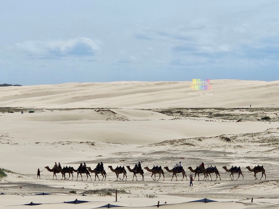 호주 시드니 사막 포트스테판 투어 솔직후기 가격 코스 야생 돌고래 크루즈