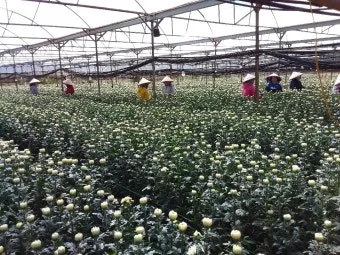 국화 재배 절화용 키우기 생장 조절 개화 유도_4