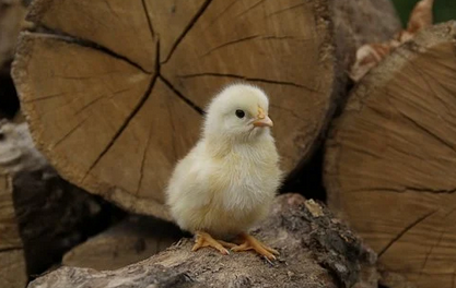 나무위에-서있는-병아리-한마리